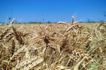 Azerbaijan increases barley exports by 24.3%