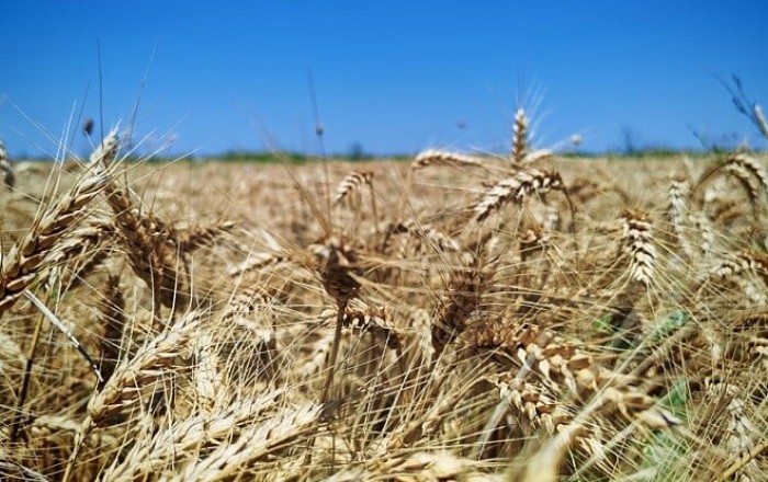 Azerbaijan increases barley exports by 24.3%