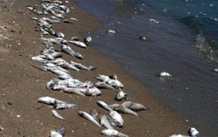 Mərdəkanda balıqların kütləvi tələf olması ilə bağlı