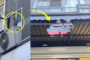 Pişiyi xilas etmək istəyirdi, canından oldu –