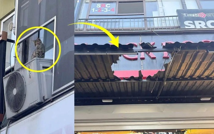 Pişiyi xilas etmək istəyirdi, canından oldu –