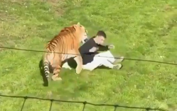 İngiltərədə zooparkda pələng kişiyə hücum etdi - Hadisə yerində öldü+Video