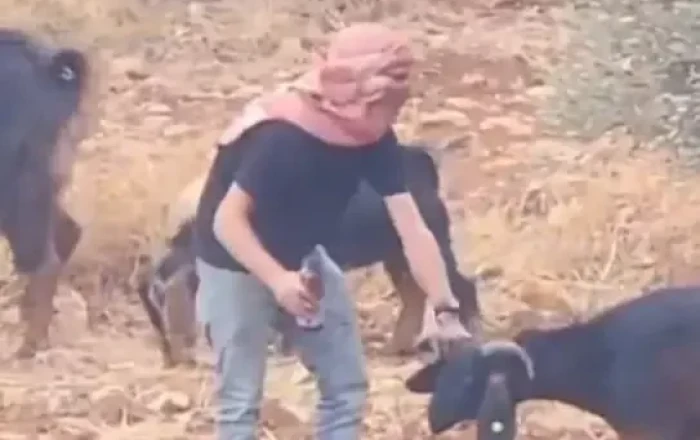 Heyvanları zəhərləyib fələstinliləri günahlandırmaq istədi -