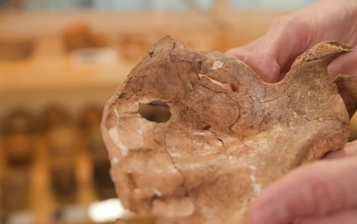 Neandertal insanın 75 min il əvvəl taxta nizə zərbəsindən həlak olduğu üzə çıxdı -