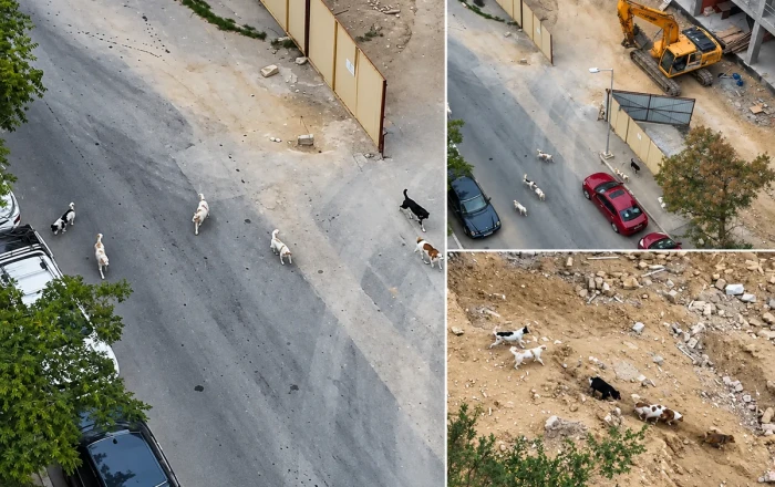 Bakıda sahibsiz it problemi: "Uşaqları dərsə rahat göndərə bilmirik" - Video