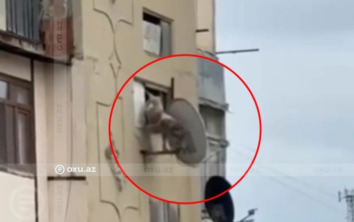 Bakıda itə qarşı zorakılıq  -