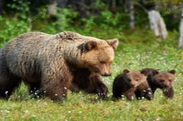 Russia considers emergency culling of over 100,000 bears