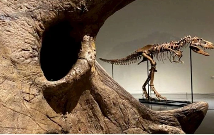 150 milyon illik dinozavr skeleti hərraca çıxarılacaq