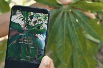 Azərbaycanda bitki xəstəliklərini aşkar edən mobil tətbiq yaradılıb
