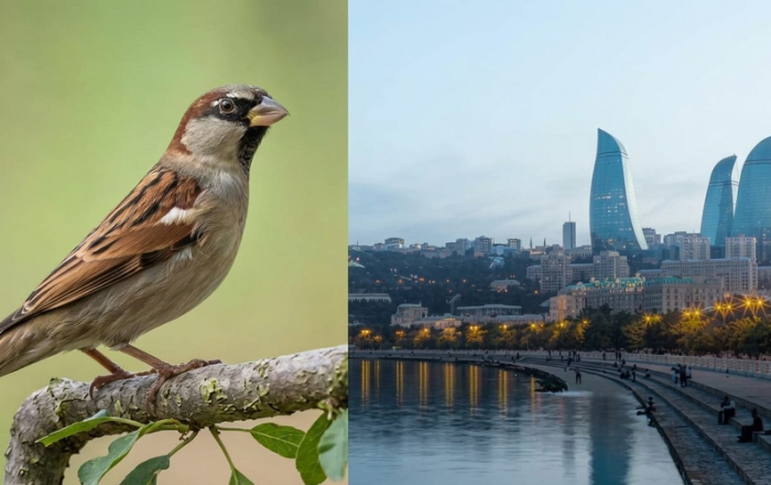Bakıda sərçələr niyə əvvəlki kimi görünmür?
