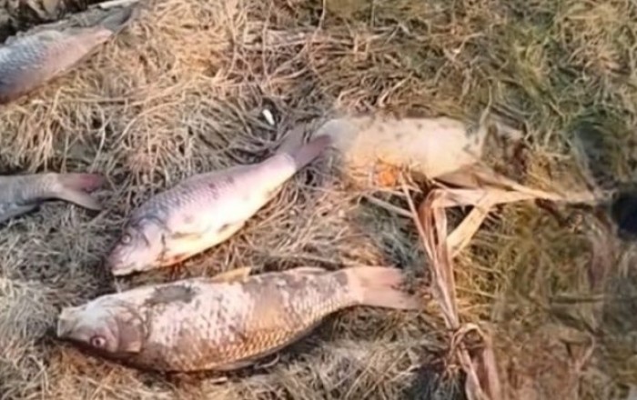 Biləsuvarda balıqların kütləvi tələfatının səbəbi