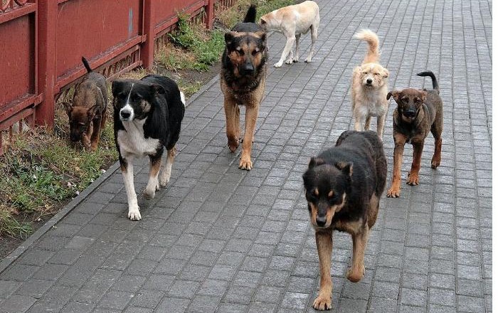 "Üç it başladı məni parçalamağa" -