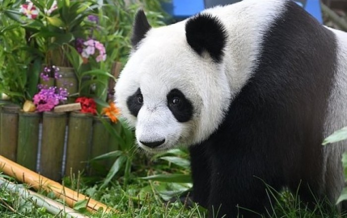 Çin ABŞ-a iki panda göndərib