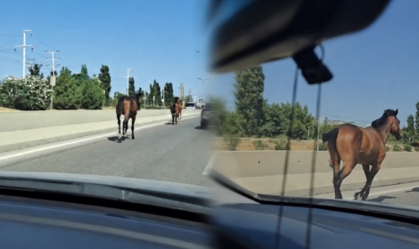Bakıda magistralla qaçan cins atlar kimindir? -